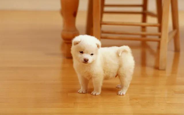 狗狗没有朋友怎么办,狗狗没有食物怎么处理