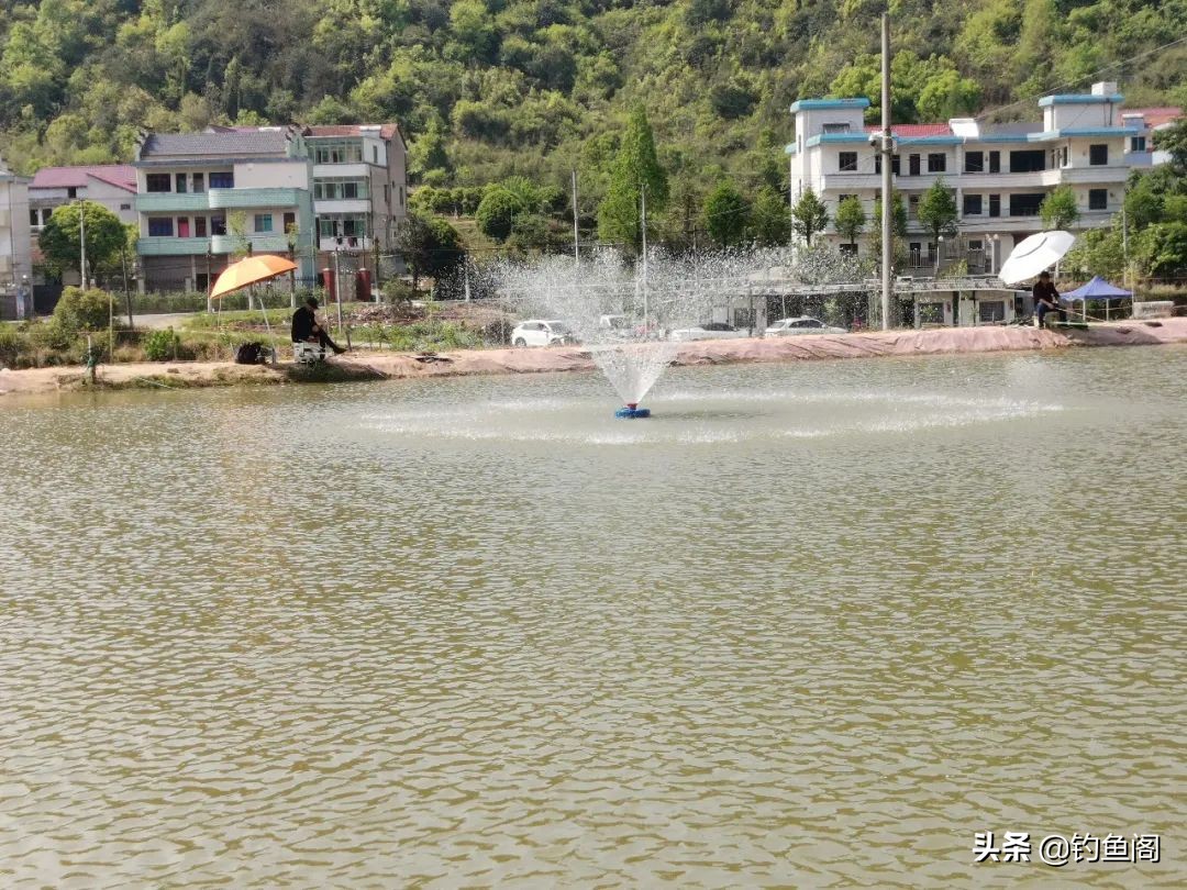 黑坑钓鱼不开口的解决方法,黑坑正钓遇到全塘不开口咋办