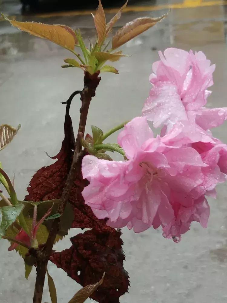 樱花雨飞儿乐队,樱花雨落