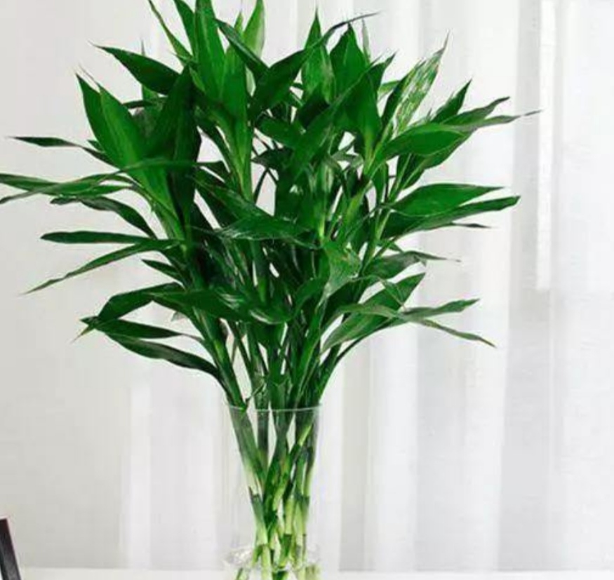 家庭水培富贵竹，常出现黄叶现象，该如何来解决？