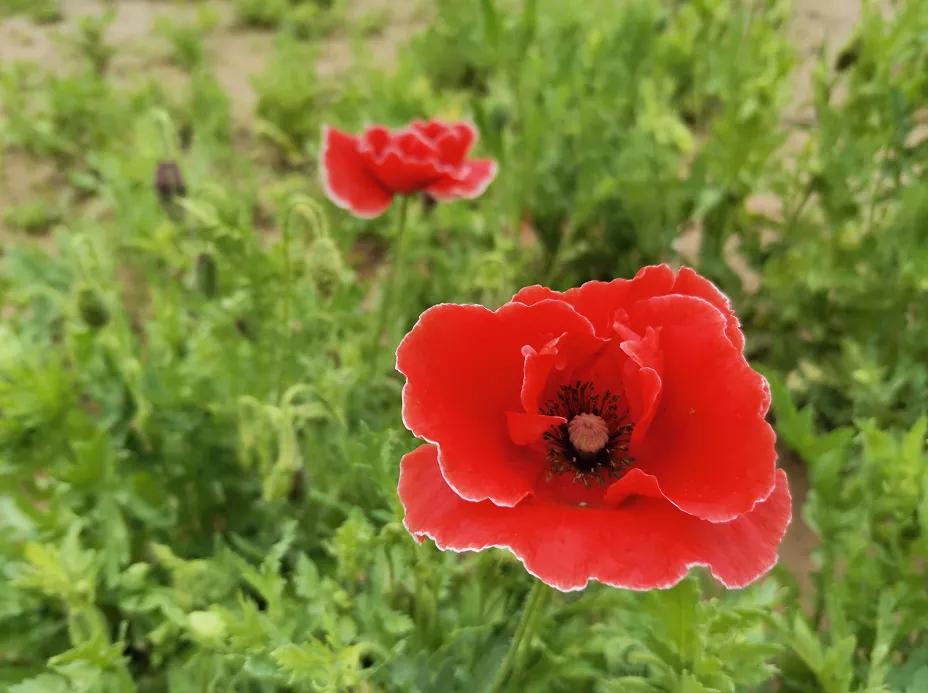 北京东小口城市休闲公园,北京四季公园美景