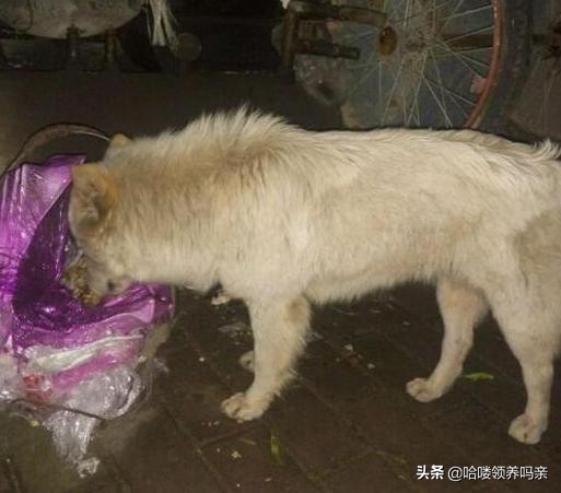 狗狗呕吐的背后，隐藏着多少不为人知的病情？不是每一种都能忽略