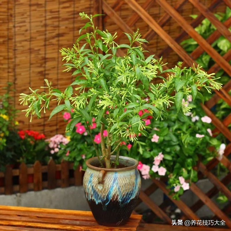 什么品种的香水花最好养,10种最香的香水花