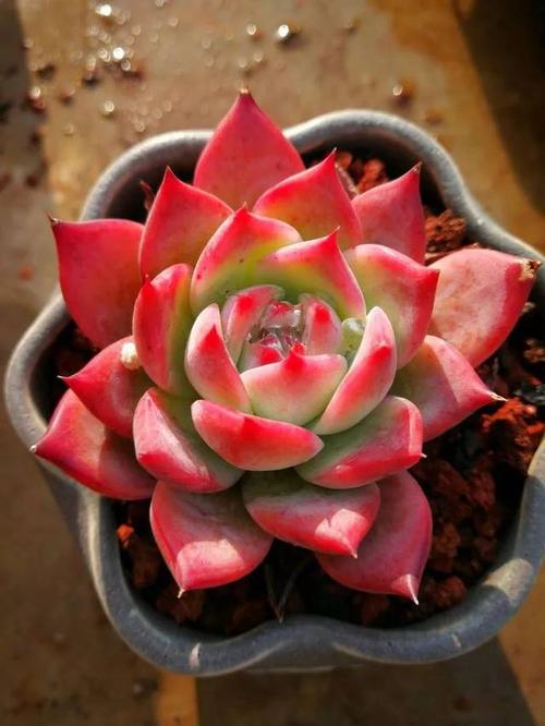 1000种多肉植物图鉴大全大图,景天科1000种多肉植物图鉴