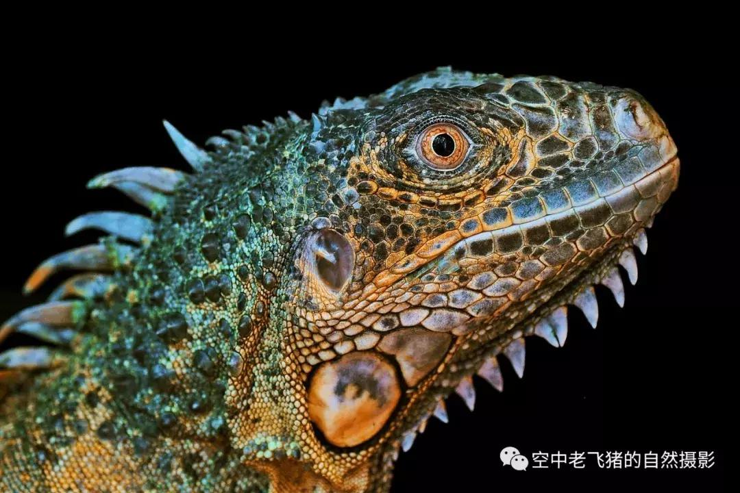 奥林巴斯12-100pro参数,奥林巴斯12-100pro镜头测评