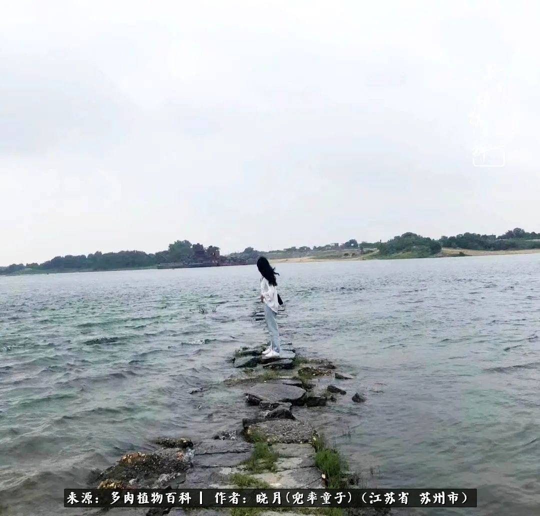 六年时间环游22个国家,却被多肉小萌物征服