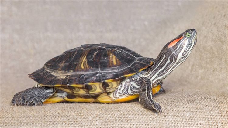 乌龟不吃东西有什么解决方法,乌龟不吃东西解决方法