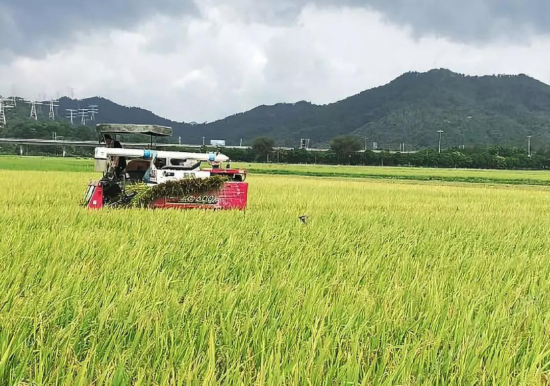 广州最适合去的海边的民宿,广州度假民宿推荐