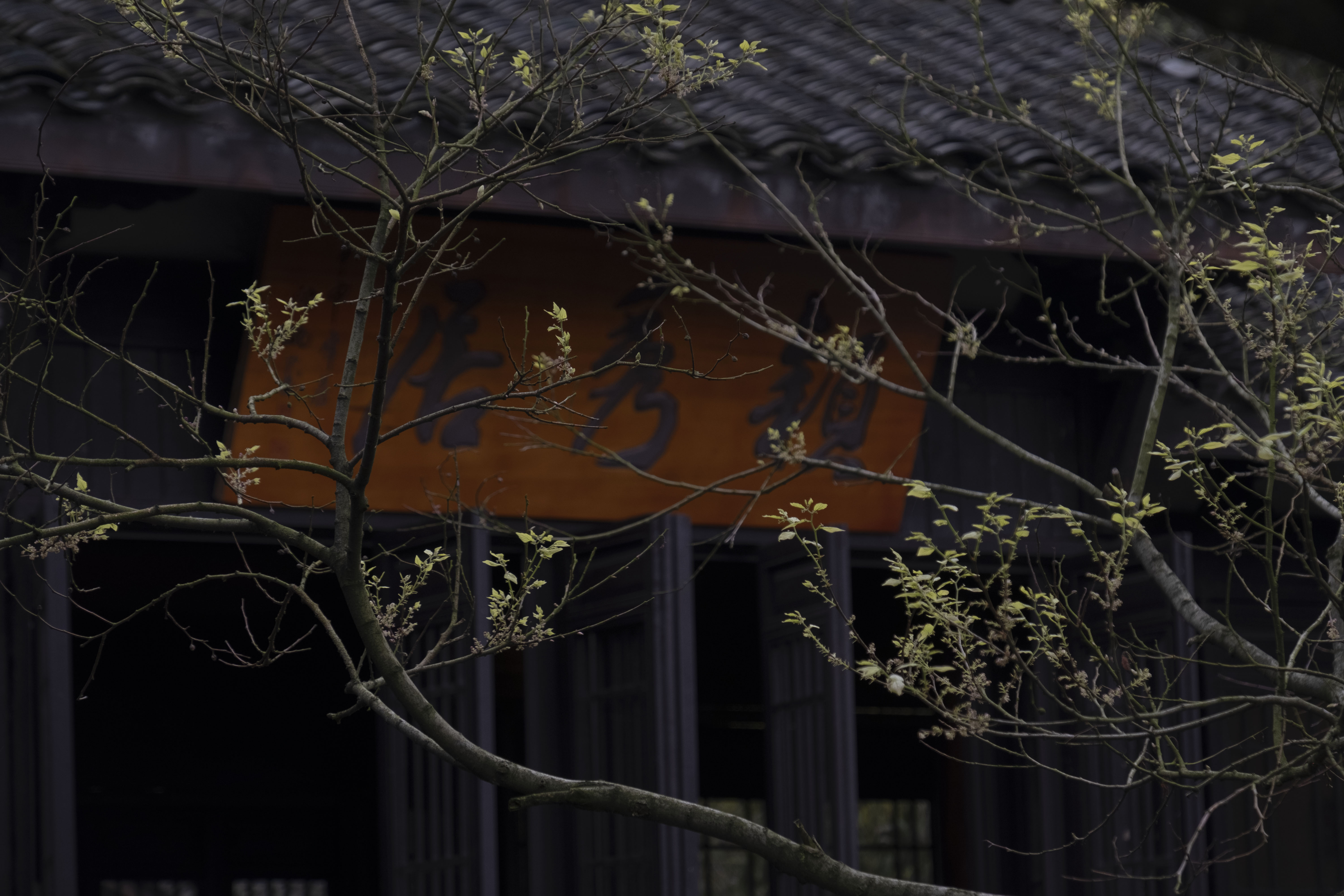 西湖龙井春茶季,龙井茶西湖明前春茶