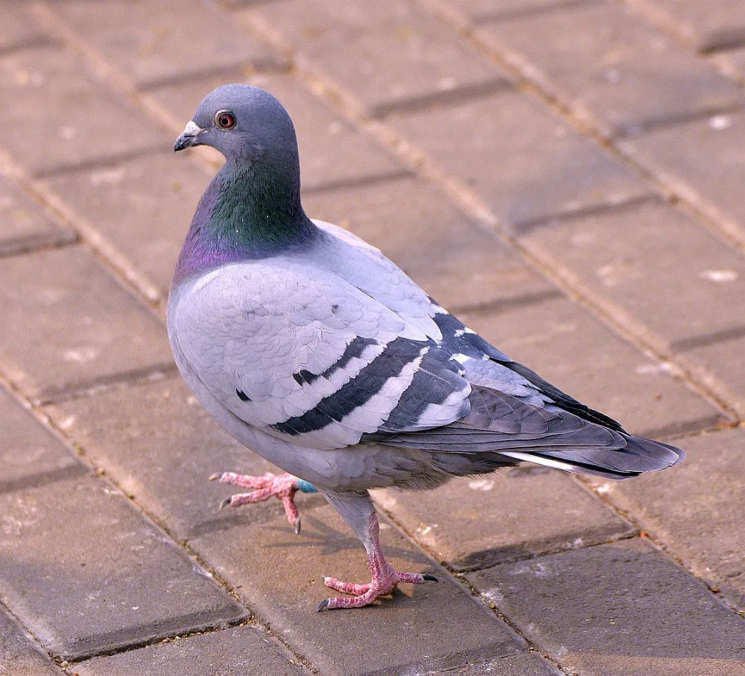 赛鸽主羽皱纹怎么回事,赛鸽粪便有血怎么回事