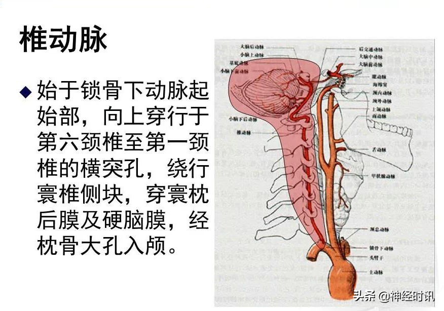 脑动脉解剖学讲解,脑膜中动脉解剖讲解