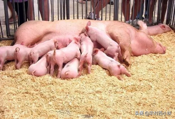 针对母猪产后“三联症”这里有妙招