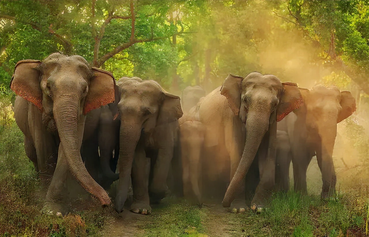 大象为何不怕食肉动物,大象骆驼几乎没有天敌食肉动物