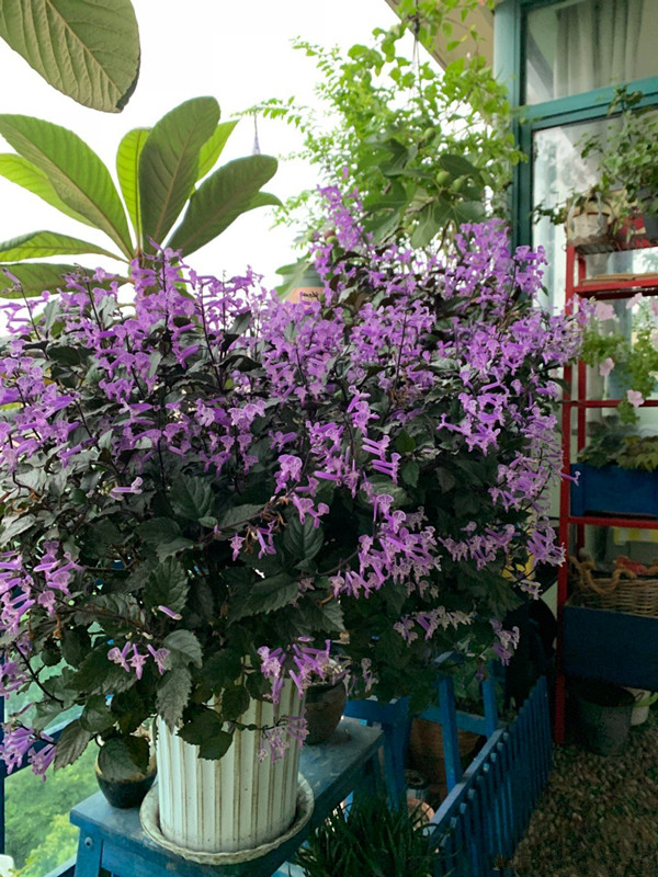 薰衣草花卉植物图片,薰衣草怎么养开花图片