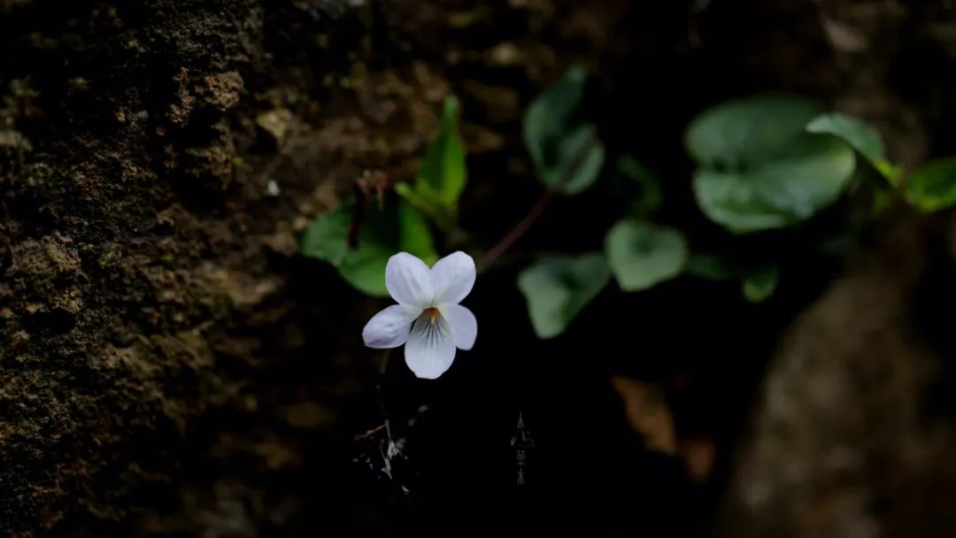 四明山龙观山,四明山国家森林公园樱花