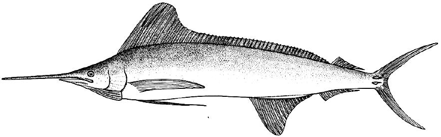 剑鱼vs旗鱼vs金枪鱼谁速度快,游得最快的海洋动物旗鱼