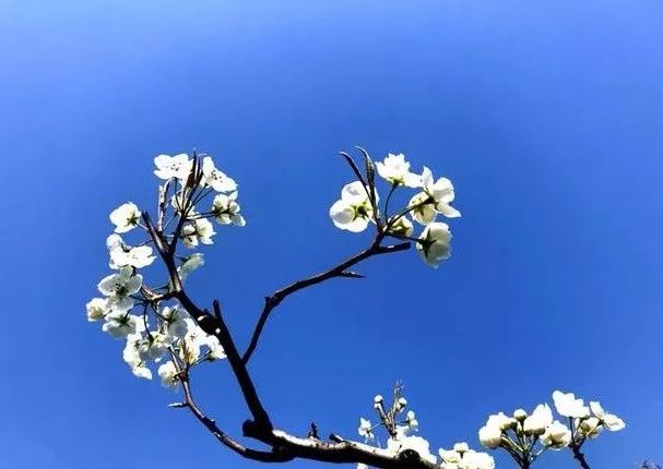 京郊四月美景,京郊四月