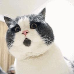 摸猫咪的时候它一直哼哼,要摸猫咪的时候猫咪老是躲怎么办