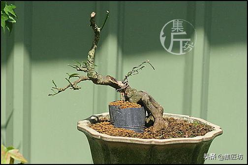 大树型金豆盆景怎么造型,金豆无根老桩栽培技巧