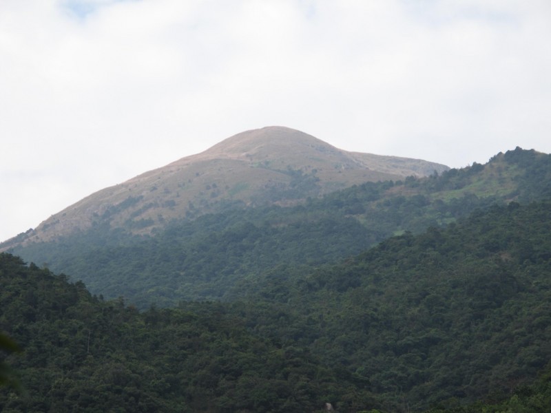俗称臭大姐的虫子是益虫还是害虫,狗婆蛇是保护动物吗