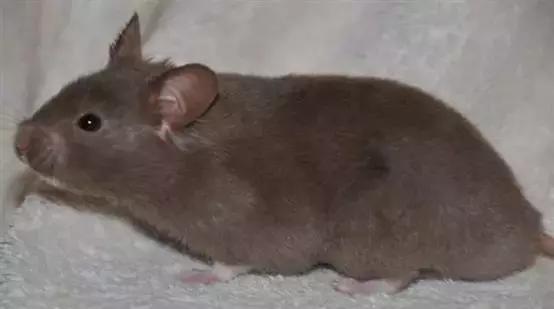 仓鼠种类短毛,仓鼠科普常见仓鼠种类