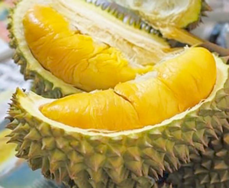 榴莲采摘过程真的很危险吗,榴莲虽贵但吃不惯