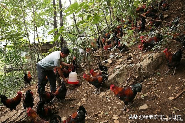 冬季养鸡大肠杆菌病的防治方法,散养鸡大肠杆菌防治方法