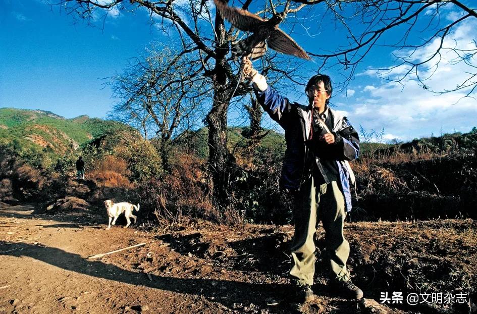 纳西鹰猎的视频,纳西鹰猎精彩视频