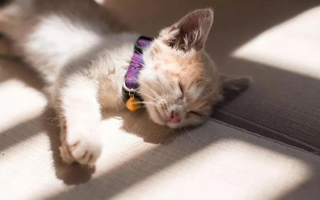 科学养猫喂猫粮,科学营养养宠物