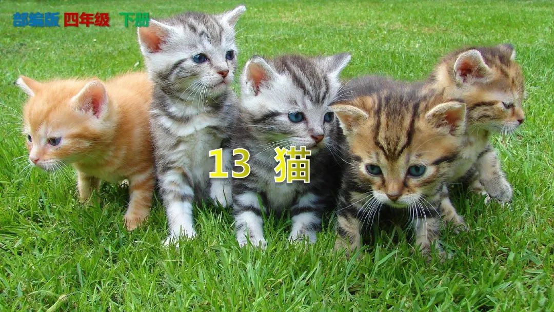 四年级下册语文13课猫课文解析,部编版四年级下册13猫教学视频