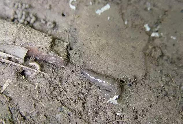 无壳蜗牛藏在花盆哪里,无壳蜗牛