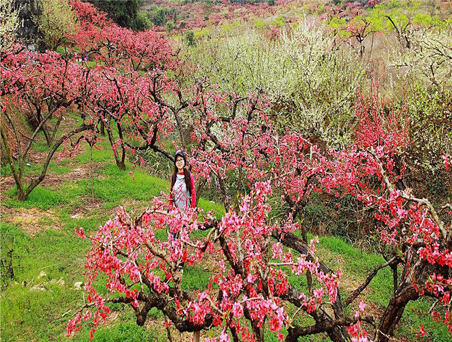 繁花似锦，似烟如霞，“中国蜜桃之乡”连平，花期还在，等你等你