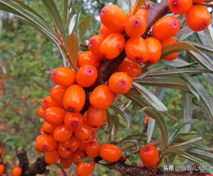 所有的新疆特产,旅游从新疆带的特产