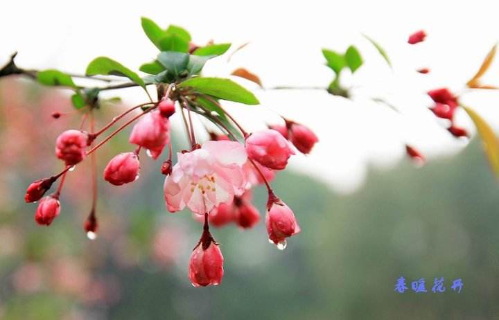 心间若有桃花源何处不是水云间,心中若有桃花源何处不是水云间