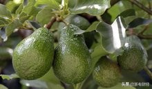 牛油果国外女生,牛油果外国女孩