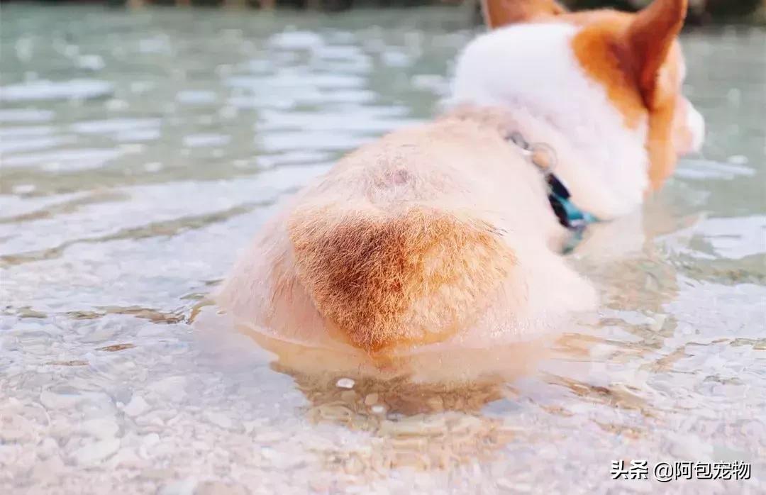 2019柯基国家展,首届柯基