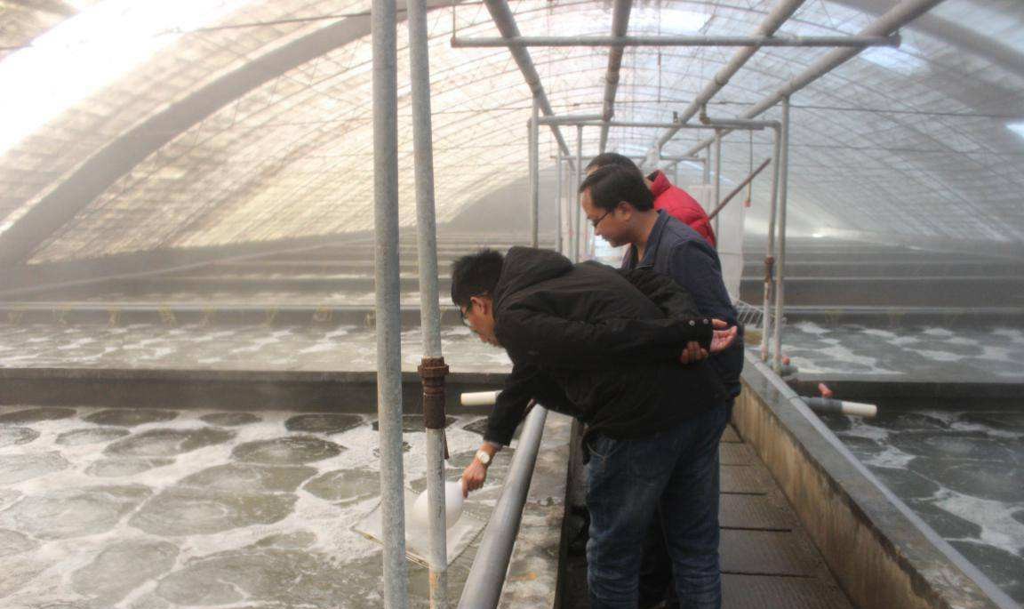 养殖户容易犯什么病,对虾养殖白便分析与处理