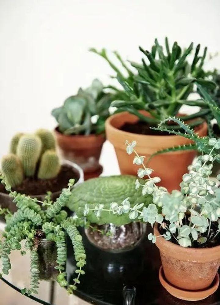 绿植快死了用什么方法可救活,你养的花为什么老死