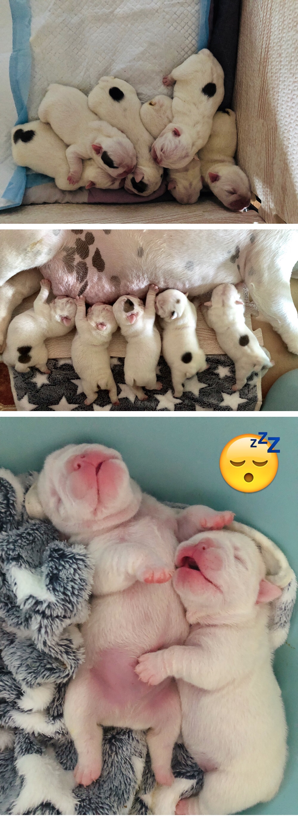 英牛的孕产记实——一场生死线上的考验