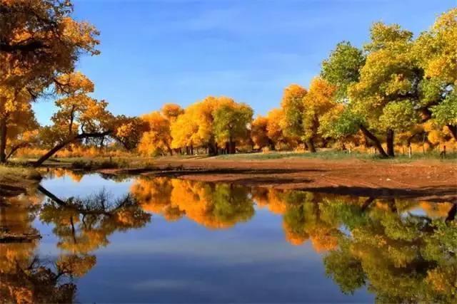 杨树的简介,杨树的全部作品