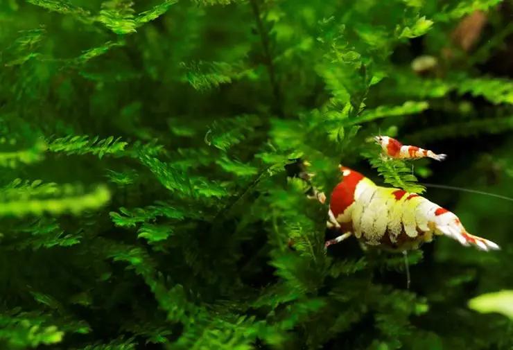 养草缸需要爆藻嘛,养草缸容易爆缸