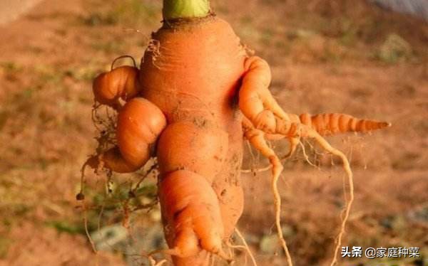 胡萝卜产生“佛手”,虽然看起来很漂亮,却可能导致植株提早死亡