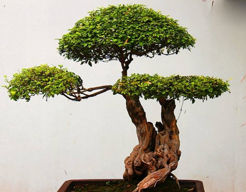 农村山上制作盆景的老树桩,农村盆景原材料