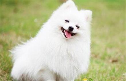 博美应如何训练？在训练时应注意哪些事项？