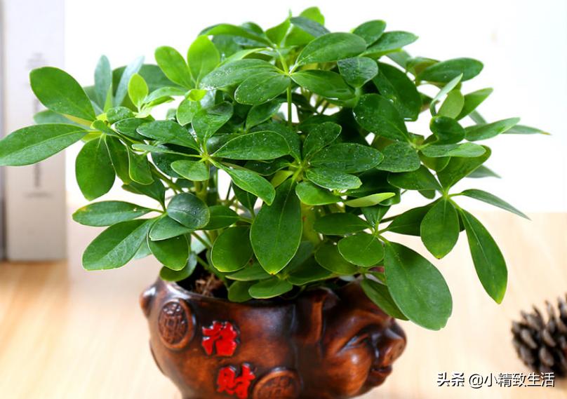 八方来财的养殖方法客厅能养不,八方来财怎么养才能枝繁叶茂