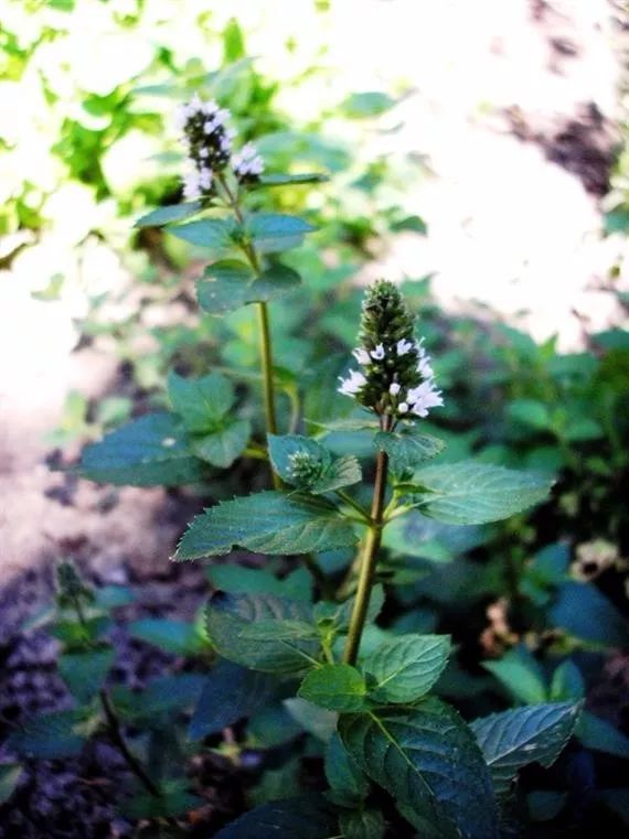 薄荷盆栽有香味吗,买的薄荷盆栽叶子怎么没有清凉味