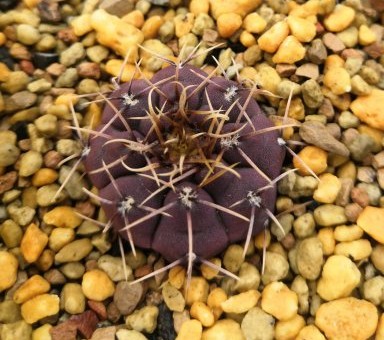 101个仙人球品种,101种仙人球开花图片