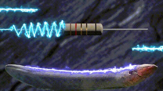 电鳗到底靠什么发电,电鳗自己怎么会发电