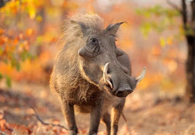 汇闻奇录（第十章）黑熊败逃战场，无花果树上造火球击退野猪群
