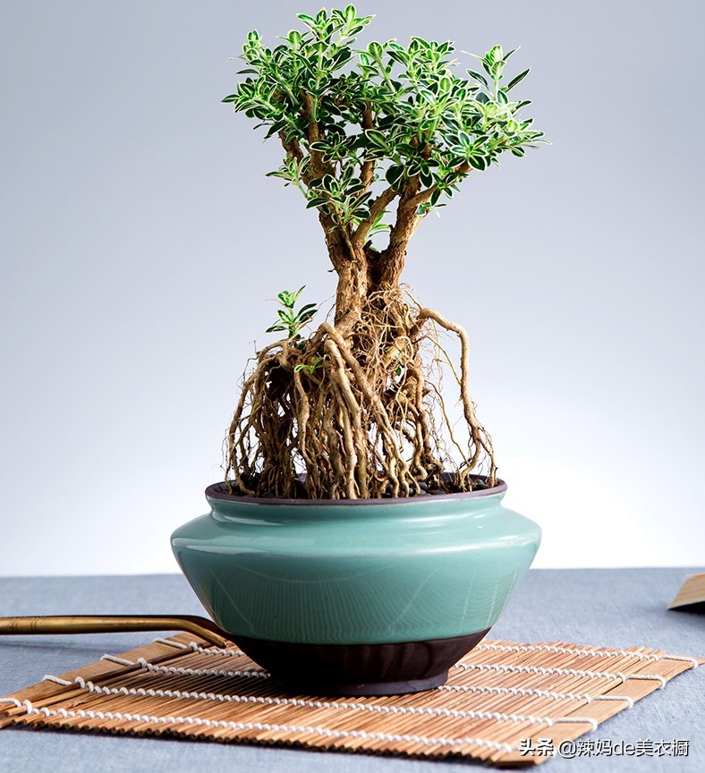 什么树桩盆景好养又好看,最好养的树桩盆景有哪些图片